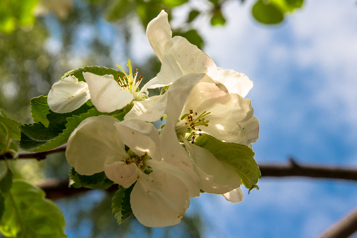 Apple-Tree Blossoms Via @Atisgailis