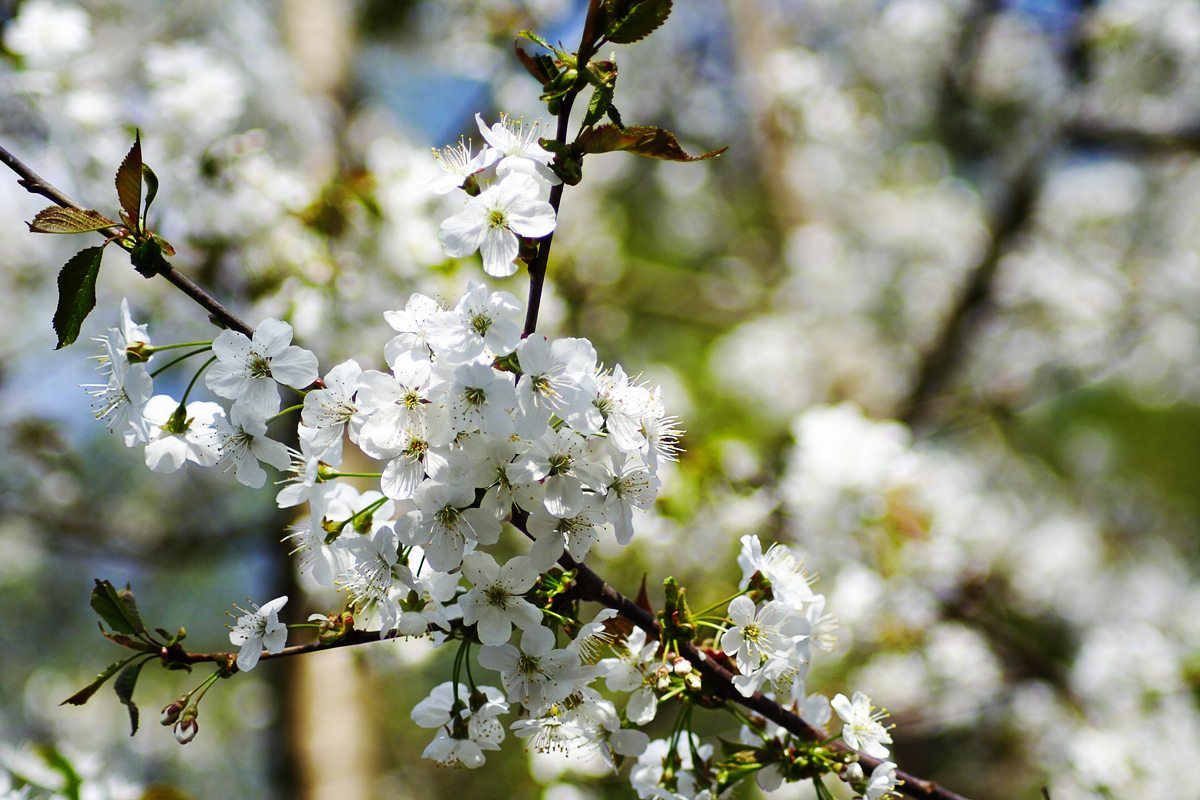 Apple-Tree Blossoms Via @Atisgailis
