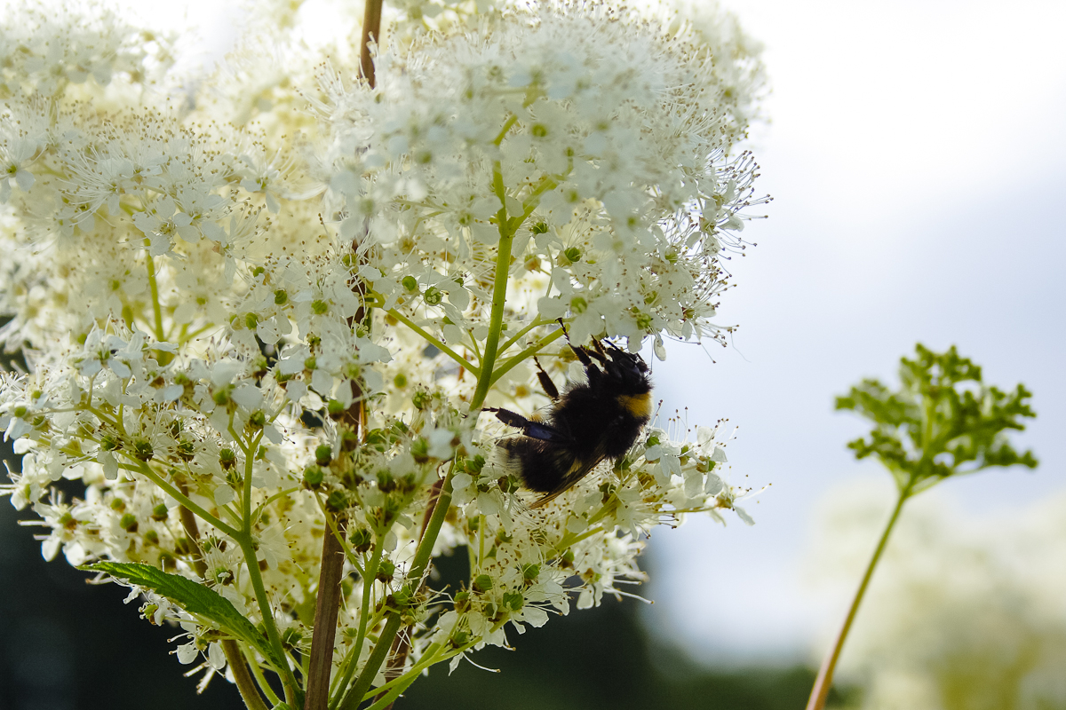 Bee In Flower Via @Atisgailis