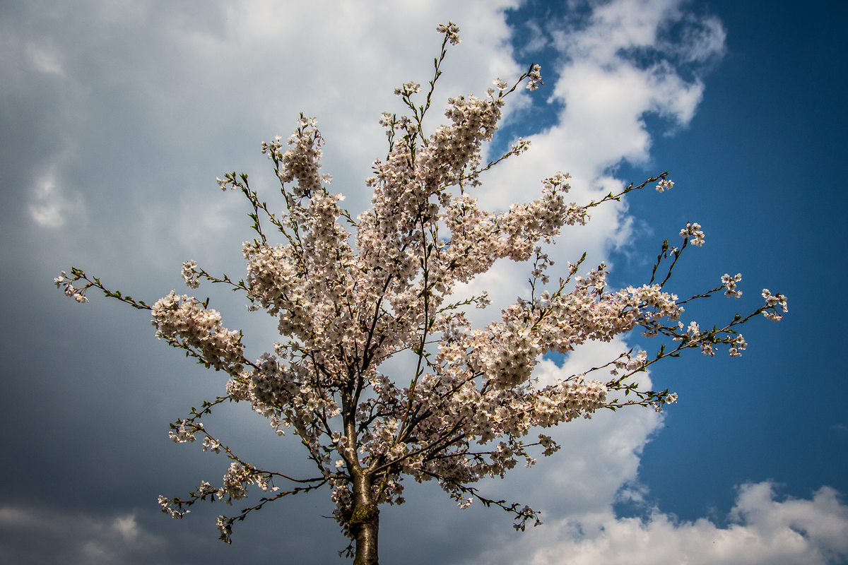 Blooming Cherry Tree Via @Atisgailis