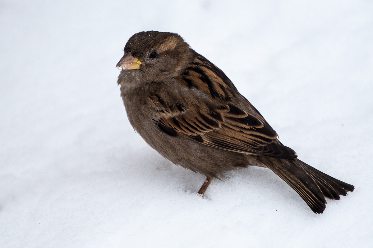 Sparrow In Snow Via @Atisgailis