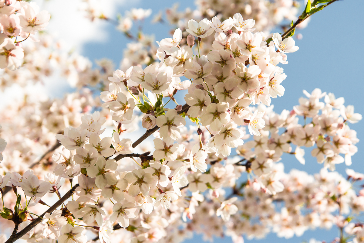 White Cherry Blossoms Via @Atisgailis