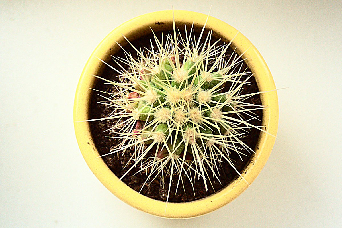 Spiky Cactus Via @Atisgailis