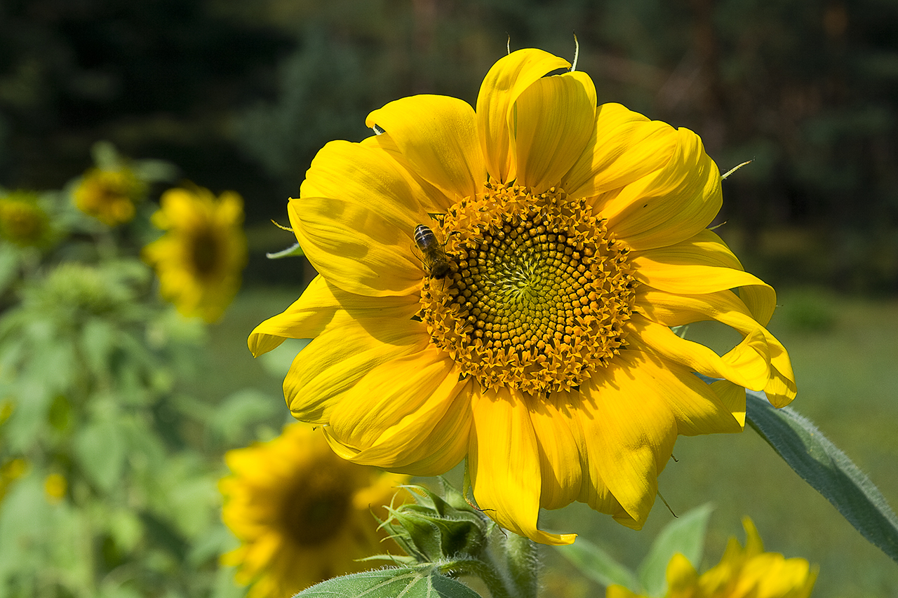 Sunflower Via @Atisgailis