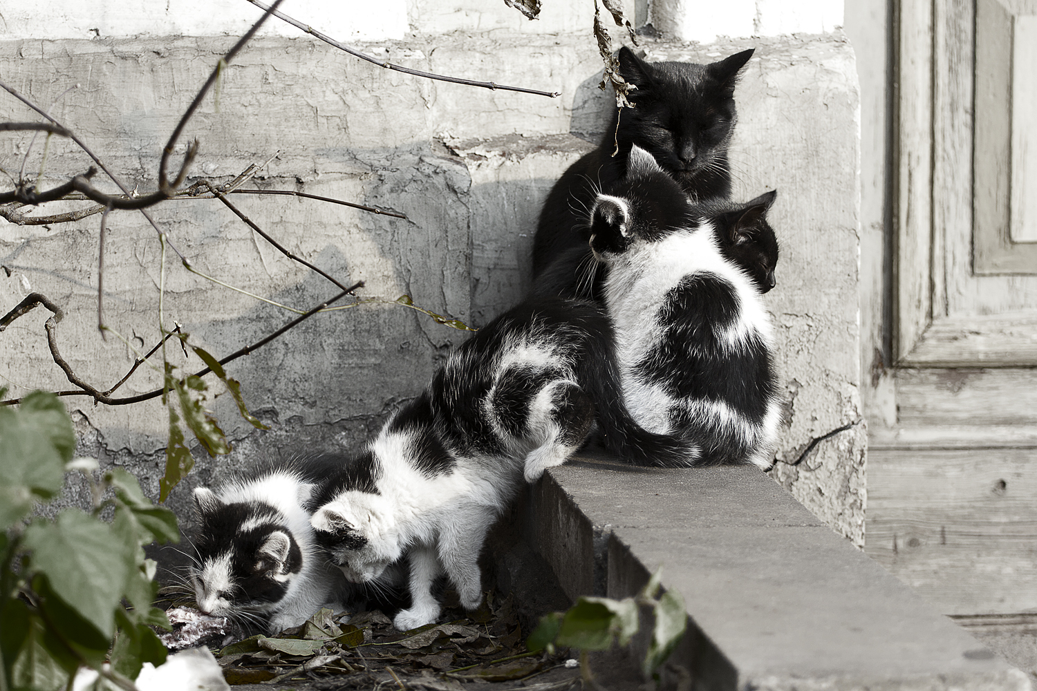 Cat Family Via @Atisgailis