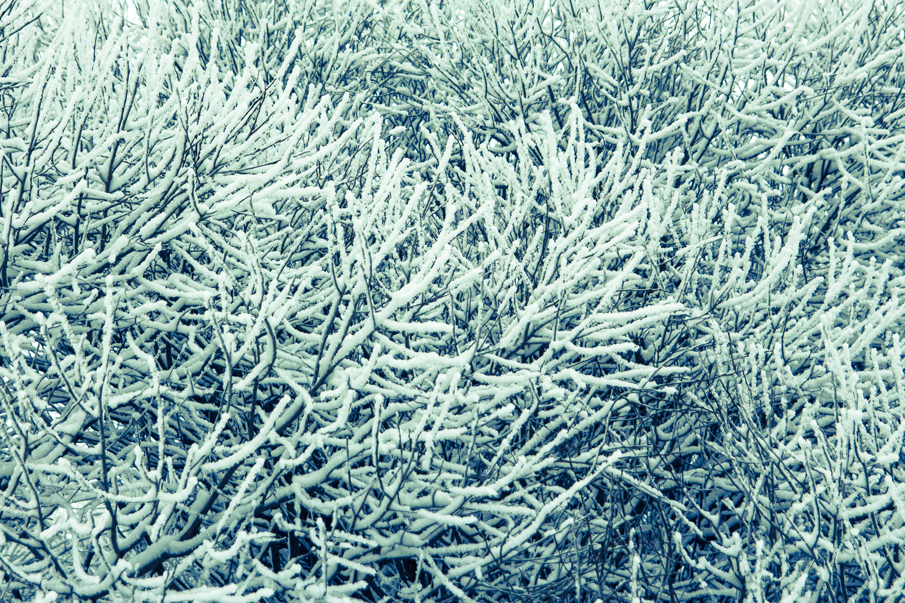 Branches And Frost Via @Atisgailis