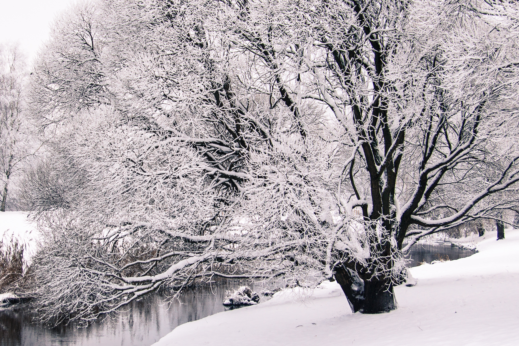 Tree In Winter Via @Atisgailis