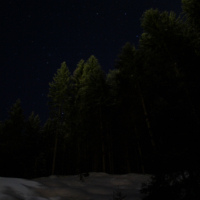 A serene night scene in the Austrian Alps with tall evergreen trees in a snowy forest. The dark sky above is sprinkled with numerous stars, providing a tranquil, celestial backdrop. The snow-covered ground reflects faint light, adding a soft glow to the otherwise dimly lit landscape.