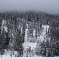 Snow-covered coniferous trees blanket a mountain slope in the Austrian Alps on a foggy winter day. The dense forest is covered with snow, and the peaks of the trees blur into the misty grey sky above. The foreground features a flat expanse of snow, adding to the serene, cold atmosphere.