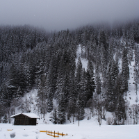 A small wooden cabin stands near a snow-covered hill, surrounded by a dense forest of tall pine trees. The trees are dusted with snow, and the sky is overcast, with low clouds obscuring the tops of the trees. Nestled in the Austrian Alps, a partially buried wooden fence extends across the snowy landscape in the foreground.