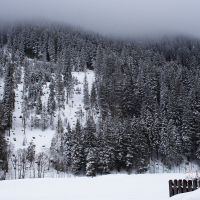 A dense forest of tall pine trees covered in snow on a steep mountain slope evokes the serene and wintery charm of the Austrian Alps. The top of the mountain is obscured by a thick layer of fog, while the foreground shows a snow-covered field bordered by a wooden fence on the right side.