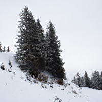 A snow-covered hillside in the Austrian Alps is adorned with tall, lush evergreen trees. The sky is overcast, casting a gray hue over the landscape. The snow blankets the ground and trees, creating a serene winter scene reminiscent of Alpine resorts. Smaller evergreens and rough terrain are visible at the hill's base.