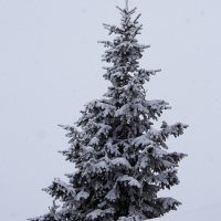 A tall evergreen tree blanketed in fresh snow stands prominently against a pale, overcast sky in the Austrian Alps. The tree is fully coated in a thick layer of snow, emphasizing its branches and giving it a winter wonderland appearance. The ground is also covered in a thick layer of snow.