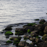 A rocky shoreline at Daugavgrīva with various-sized rocks is partially submerged in water. Many of the rocks are covered in green moss or algae. Gentle waves ripple against the rocks, while a lighthouse stands tall in the distance. The water extends to the horizon, reflecting the sky above, creating a calm and serene scene.
