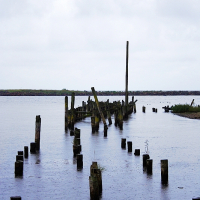 A serene body of water in Engure is punctuated by weathered wooden posts, remnants of an old pier, jutting out from the surface. The cloudy sky hints at an overcast day. The shoreline is faintly visible in the distance, adding depth to the tranquil yet slightly melancholic scene.