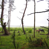 A serene scene in Engure depicts a lush, green forest clearing with tall, slender trees leaning at various angles. Two horses stand side by side, grazing on the fresh grass. In the background, a vast expanse of water is visible under an overcast, gray sky, adding to the tranquil atmosphere.