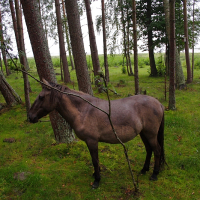 A brown horse stands in a lush, green forest with tall, slender trees. Its head is turned slightly to the left, partially obscured by a thin, leafy branch. The ground is covered in green grass and moss, and the background features more trees and a glimpse of an Engure meadow.