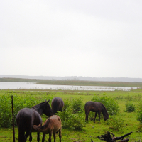 Four horses, including two adults and two foals, graze on a lush green field near the calm Engure Lake, surrounded by shrubs and grass. A fallen tree is visible in the foreground, while the overcast sky creates a serene, moody atmosphere in the landscape.