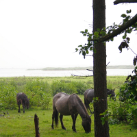 Four wild horses graze on lush green grass in a scenic, open meadow near Engure. One horse is prominently framed by a tall tree in the foreground, while the others are scattered in the background near a dense thicket of greenery. The sky is bright, giving the scene a serene and peaceful ambiance.