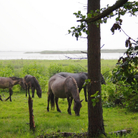 Four wild horses graze on green grass in a forest clearing near Engure. The scene is serene, with lush greenery, a few trees in the foreground, and water in the background under an overcast sky. The horses appear calm and undisturbed in their natural habitat.