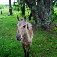 A young, light brown horse stands on green grass with a large, moss-covered tree behind it. The background features a wooden fence and more trees. The horse appears curious and is looking directly at the camera. This serene and natural scene suggests an Engure farm setting.