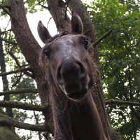A horse with a dark brown coat is standing in front of an engure tree with twisting branches. The horse's head is tilted slightly forward, allowing a clear view of its face and ears. Its wet mane partially covers its face, and the background is filled with lush green leaves and tall tree trunks.