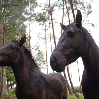 Two wet, dark-colored horses stand close together in a forested area. The taller horse, an Engure breed on the right, looks alertly to the left. They are surrounded by tall, slender trees and lush green underbrush on what appears to be a rainy day.