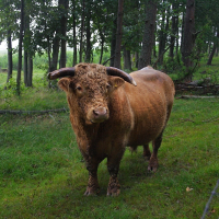 A Highland cow with long, curved horns and a shaggy brown coat stands on a grassy area surrounded by trees and a wire fence. The cow, looking directly at the camera, is covered in mud on its legs and head. Engure forest background features tall, slender trees and a lush, green forest floor.
