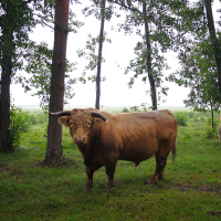 A large brown Engure cow with curved horns stands in a grassy, wooded area with trees scattered around. Another cow grazes in the background to the right, and a third is partly visible on the left. The background shows more grassland and distant trees under a cloudy sky.