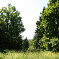 A sunlit clearing edged by tall green trees under a clear sky, showcasing the serene beauty and tranquility of Gaiziņš forest landscape.