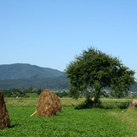 Traditional haystacks dot a lush green field in Romania, with a solitary tree and rolling hills in the background on a clear day.