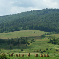 Rural landscape in Romania with traditional haystacks dotting a green meadow, rolling hills in the background, under a partly cloudy sky.