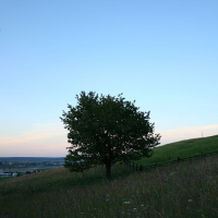 A solitary tree stands on a grassy hill in Romania at twilight, its leaves silhouetted against the fading light of the sky, with a serene landscape stretching into the distance.
