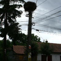 A large bird's nest perched atop a utility pole under an overcast sky, with cables crisscrossing, amidst a backdrop of tall trees and a rustic house partly visible behind a wooden fence