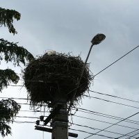 A large stork's nest crowns an urban utility pole amid a tangle of wires under a cloudy sky in Romania, juxtaposing nature with the complexity of human infrastructure.