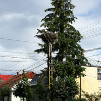 A large bird's nest perches atop an urban tree, under overcast skies, juxtaposed with power lines and traditional houses along a quiet street in Romania.