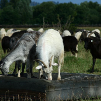 Two goats quench their thirst at a water trough amidst a flock of grazing sheep on a sunlit pasture in Romania, with trees and a clear blue sky in the background.