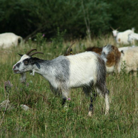 A black and white goat with a distinctive beard and horns grazes in a green field alongside other goats, amidst wildflowers and grasses in Romania, suggesting a pastoral scene.