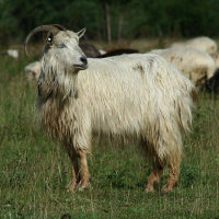 A long-haired goat with prominent horns stands alert in a meadow in Romania, amidst a herd, with its lush white coat contrasting against the green grass.