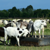 A herd of sheep grazes in a field in Romania while a group of goats, including one with distinctive long horns, congregates around a water trough on a sunny day with trees and a clear sky
