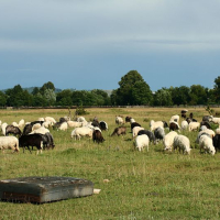 A flock of sheep with varied wool colors grazes peacefully in a green pasture under a cloudy sky in Romania, with a rustic water trough in the foreground and trees lining the horizon.