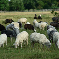 A flock of sheep, with varied fleece colors, graze peacefully in a lush green field in Romania, indicating rural pastoral life.