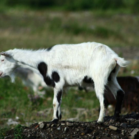 A white goat with black spots stands alert on rocky terrain in Romania, while another goat grazes in the background amidst a natural, grassy landscape.