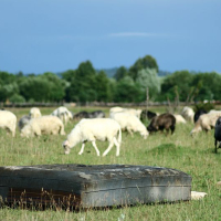 A weathered water trough sits in the foreground of a pasture in Romania where a mixed flock of sheep and goats graze on lush green grass under a blue sky dotted with clouds.