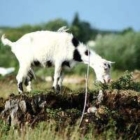 A white goat grazes on top of a tree stump in a sunny pasture in Romania, tethered by a rope, with a glimpse of rural scenery in the background.