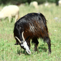 A black and white goat with long, shaggy fur grazes in a sunlit field in Romania, its fur gleaming in the sunlight, while a flock of sheep meanders in the blurred