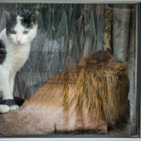 A black and white cat sits on a windowsill in Daugavpils, gazing out with curiosity. Next to it, a large fur-covered object, reminiscent of a lion's mane, rests on the sill. The window reflects patterned curtains in the background, adding to the whimsy of this fortress-like scene.