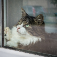 A fluffy black and white cat with green eyes sits behind a window in a cozy home in Daugavpils, Latvia. Its paw rests on the glass, its fur soft and well-groomed. The white window frame frames an overcast day, casting a hazy view reminiscent of an old fortress hidden by mist.