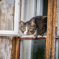 A gray and white tabby cat with bright yellow eyes perches on the ledge of a cracked, weathered window at Daugavpils fortress. The peeling wooden frame reveals layers of old paint as the cat, alert and gazing outward, keeps its ears perked up in the historic outdoor setting.