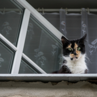 A black and white cat with striking, vivid green eyes perches on the edge of a windowsill, seemingly guarding its fortress. The window is slightly open, with sheer curtains adorned with floral patterns swaying gently. The weathered wall adds to the rustic charm of this quaint Daugavpils scene.